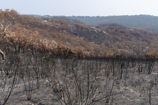 Gum trees burnt in the bushfires in The Blue Mountains in Australia