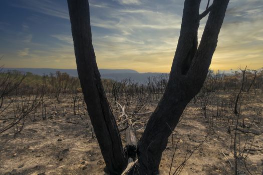 Gum trees burnt in the bushfires in The Blue Mountains in Australia