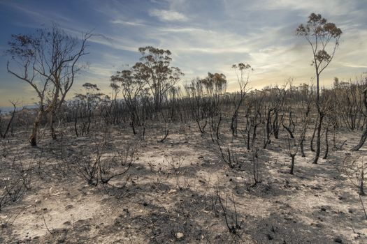 Gum trees burnt in the bushfires in The Blue Mountains in Australia