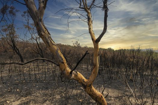 Gum trees burnt in the bushfires in The Blue Mountains in Australia