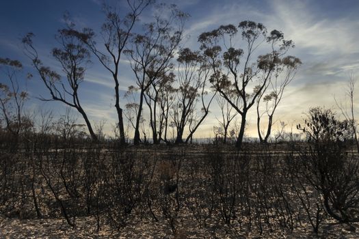 Gum trees burnt in the bushfires in The Blue Mountains in Australia