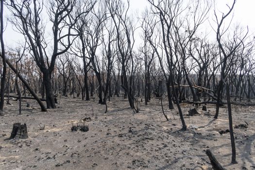 Gum trees burnt in the bushfires in The Blue Mountains in Australia