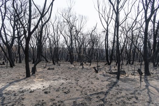 Gum trees burnt in the bushfires in The Blue Mountains in Australia