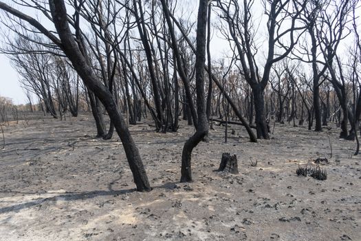Gum trees burnt in the bushfires in The Blue Mountains in Australia