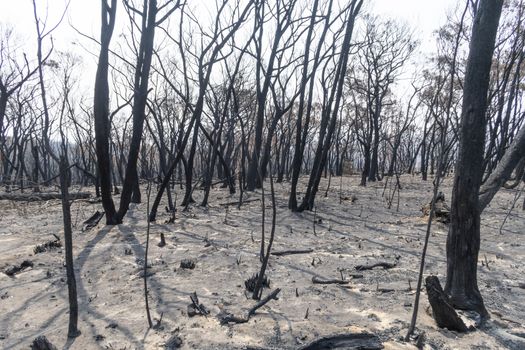 Gum trees burnt in the bushfires in The Blue Mountains in Australia