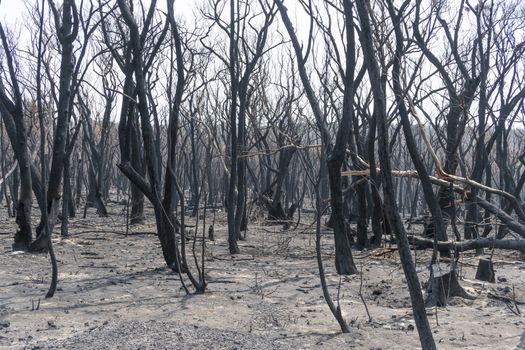 Gum trees burnt in the bushfires in The Blue Mountains in Australia