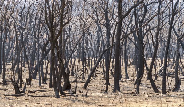 Gum trees burnt in the bushfires in The Blue Mountains in Australia