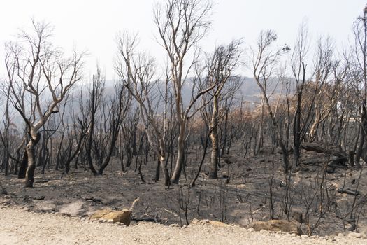 Gum trees burnt in the bushfires in The Blue Mountains in Australia