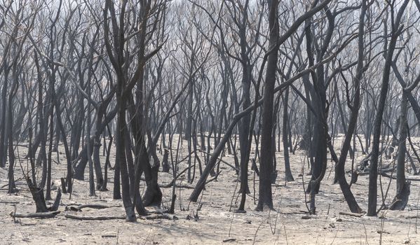 Gum trees burnt in the bushfires in The Blue Mountains in Australia