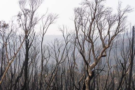 Gum trees burnt in the bushfires in The Blue Mountains in Australia