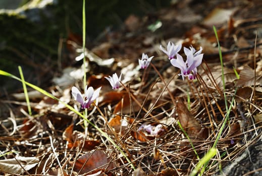 Beautiful wild pink cyclamen flowers growing in the meadow between tree leaves