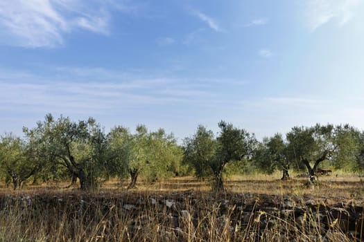 Italian landscape with olive trees beautiful , bright day with blue cloudy sky ,in the foreground low wall