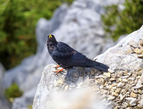 Alpine chough, or yellow-billed chough, Pyrrhocorax graculus standing on a rock