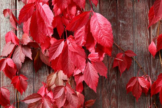 Nice background with red autumn leaves on wooden fence