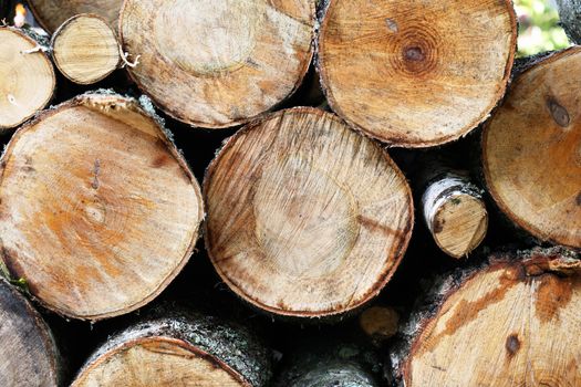 Wooden background. Steak of freshly sawn logs closeup