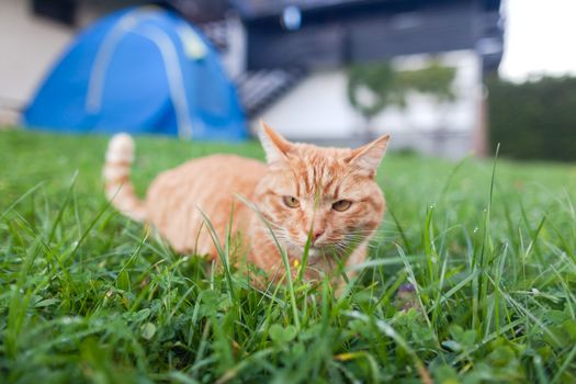 shorthair red tabby cat with orange eyes crouched in green fresh grass in autumn. Cute ginger animal.