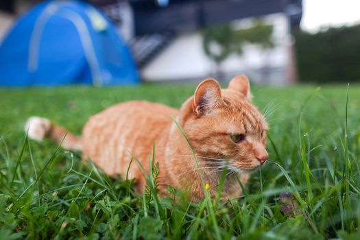 shorthair red tabby cat with orange eyes crouched in green fresh grass in autumn. Cute ginger animal.