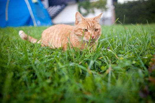 shorthair red tabby cat with orange eyes crouched in green fresh grass in autumn. Cute ginger animal.