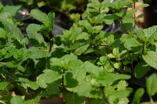 Close up view of fresh Peppermint leaves. It is a hybrid mint, a cross between watermint and spearmint. The plant is now widely spread and cultivated in many regions of the world