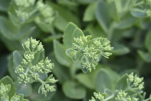 Orpine flower buds - Latin name - Hylotelephium telephium (Sedum telephium)