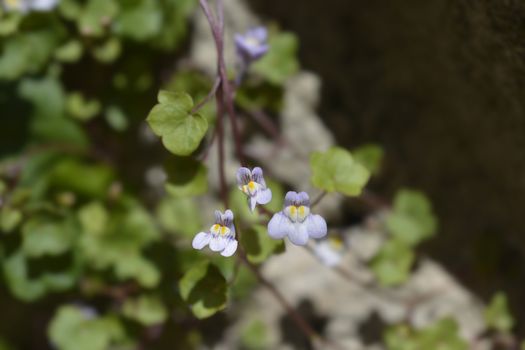 Kenilworth Ivy small flowers - Latin name - Cymbalaria muralis