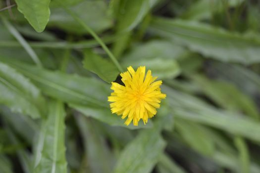 Bulbous dandelion - Latin name - Leontodon tuberosus