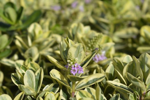 Variegated Andersons hebe - Latin name - Hebe x andersonii Variegata