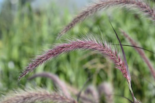 Fountain Grass Rubrum - Latin name - Pennisetum advena Rubrum