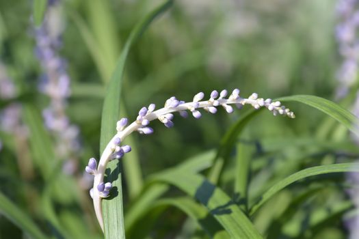 Big Blue Lily Turf flower buds - Latin name - Liriope muscari Big Blue