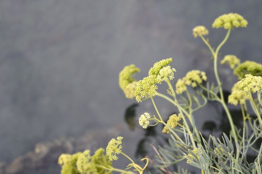 Sea fennel flowers - Latin name - Crithmum maritimum