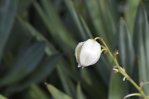 Spanish dagger flower - Latin name - Yucca gloriosa