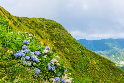 Wild flowers in the mountain in the lake of Sete Cidades, a volcanic crater lake on Sao Miguel island, Azores, Portugal. View from Boca do Inferno