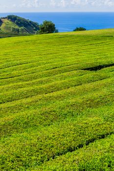 View on tea plantation rows in Gorreana. The oldest, and only, tea plantation in Europe, Sao Miguel island, Azores, Portugal