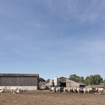 white cows and old farm near boulogne in french normandy on sunny summer day