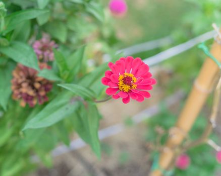 Bamboo stake to support tall zinnia plant with blossom flowers at organic garden near Dallas, Texas, America. Top view blooming zinnia, a genus of plants of sunflower tribe within daisy family