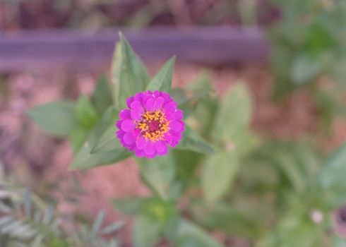 Close-up view one purple zinnia flower blooming at raised bed garden near Dallas, Texas, America. Homegrown zinnias a genus of plants of the sunflower tribe within the daisy family