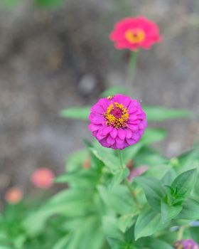 Multicolor blossom zinnia flower at organic garden near Dallas, Texas, America. Top view selective focus blooming zinnia, a genus of plants of the sunflower tribe within the daisy family.
