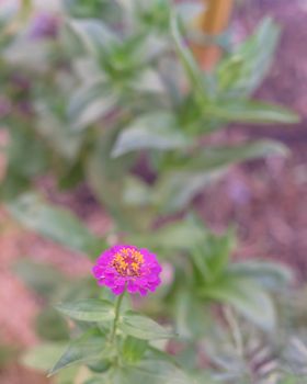 Close-up view one purple zinnia flower blooming at raised bed garden near Dallas, Texas, America. Homegrown zinnias a genus of plants of the sunflower tribe within the daisy family