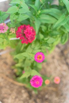 Multicolor blossom zinnia flower at organic garden near Dallas, Texas, America. Top view selective focus blooming zinnia, a genus of plants of the sunflower tribe within the daisy family.