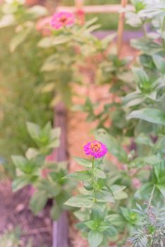 Close-up view one purple zinnia flower blooming at raised bed garden near Dallas, Texas, America. Homegrown zinnias a genus of plants of the sunflower tribe within the daisy family