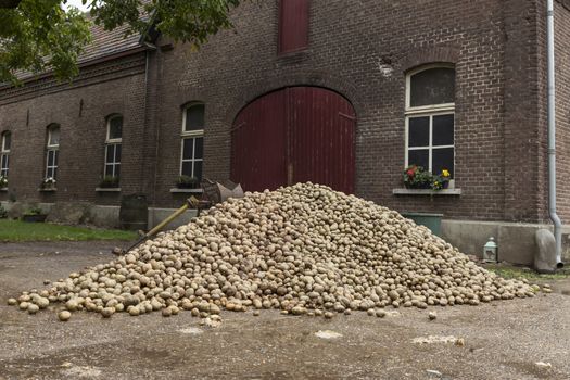 a large stack of potatoes for consumption fresh from the land for the farm