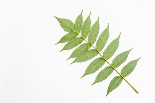 white walnut leaf with fresh foliage in spring in front of white background