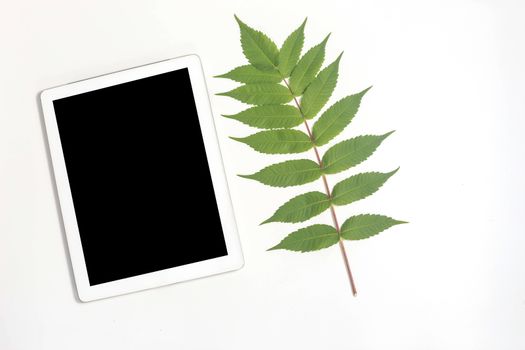 White tablet and white whalnut leaf on gray background. Flat lay, top view, copy space.