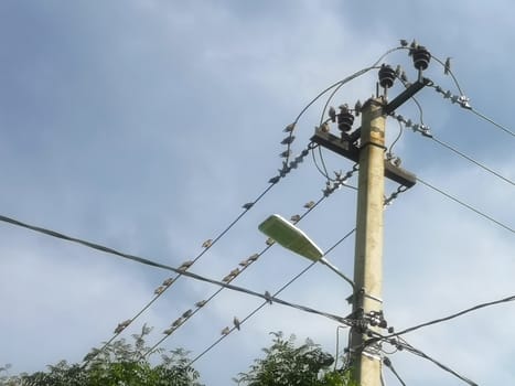 Starling birds sit on wires and lamppost in the village.