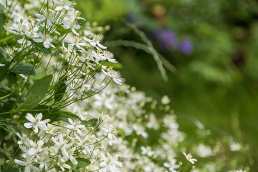 White climbing flowers in the garden of a country house. Summer beauty, place for text.