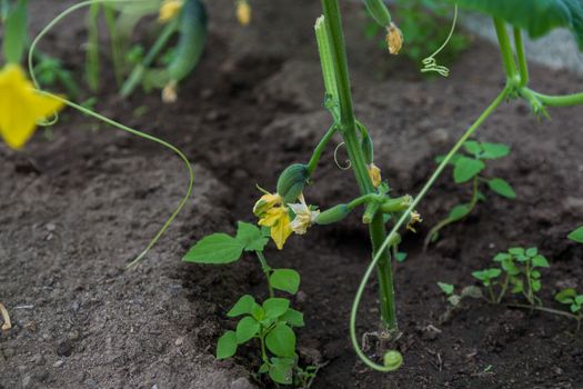 Fresh, Young, Green Cucumber on Bed in the darden. Growing Cucumbers in Garden, agriculture.