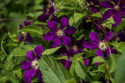 Bright purple clematis, flower nature background. Garden climbing flowers with white stamens. Clematis on a green blurred.