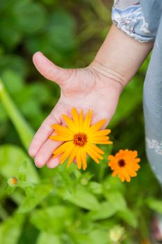 Orange marigold flowers in human hands. Healing herbs. Plucked petals of calendula.