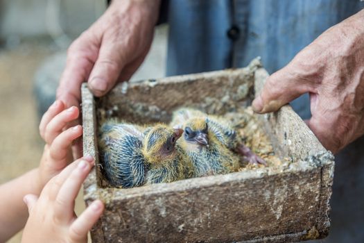 Pigeon chick in loving the human hands. Senior grandfather shows baby bird to a grandson. Example of friendship between the bird and the human