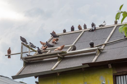 Homing pigeons sitting on the roof of a bird house.